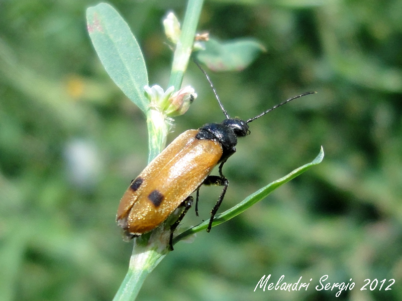 Meloidae: Euzonitis quadrimaculata